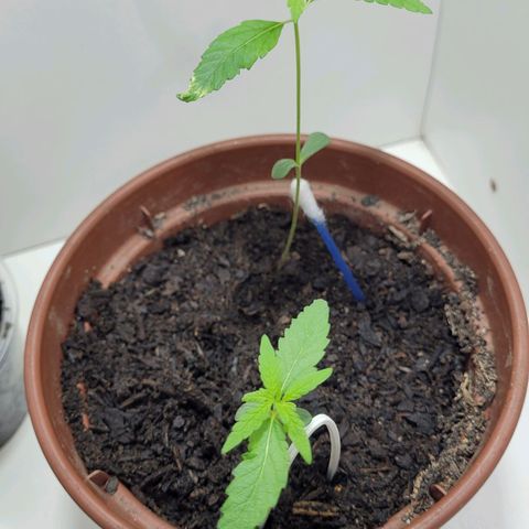 Genética desconhecida growlog timeline photo