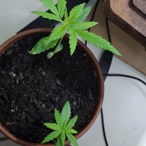 Genética desconhecida growlog timeline photo