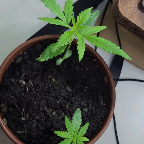 Genética desconhecida growlog timeline photo