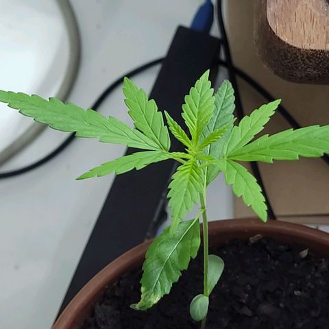 Genética desconhecida growlog timeline photo