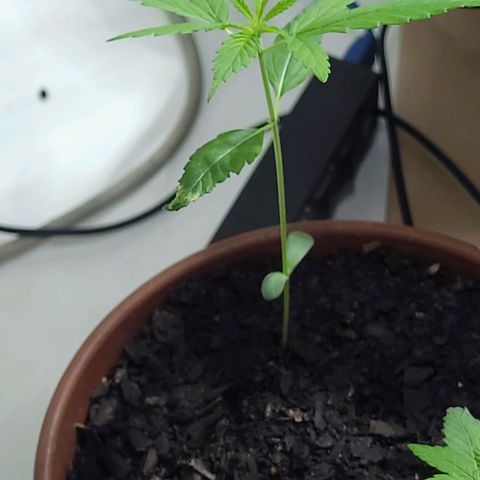 Genética desconhecida growlog timeline photo