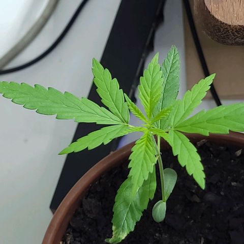 Genética desconhecida growlog timeline photo