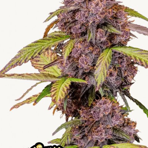 Lemon Cherry Cookies Auto growlog timeline photo