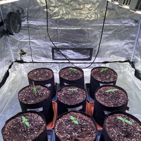 Lemon Cherry Cookies Auto growlog timeline photo
