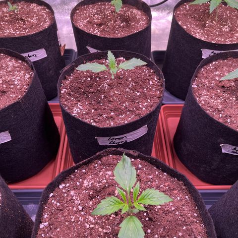 Lemon Cherry Cookies Auto growlog timeline photo