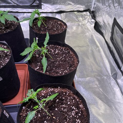 Apple Strudel Auto growlog photo: Stresstraining