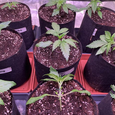 Lemon Cherry Cookies Auto growlog photo: #1 Stresstraining