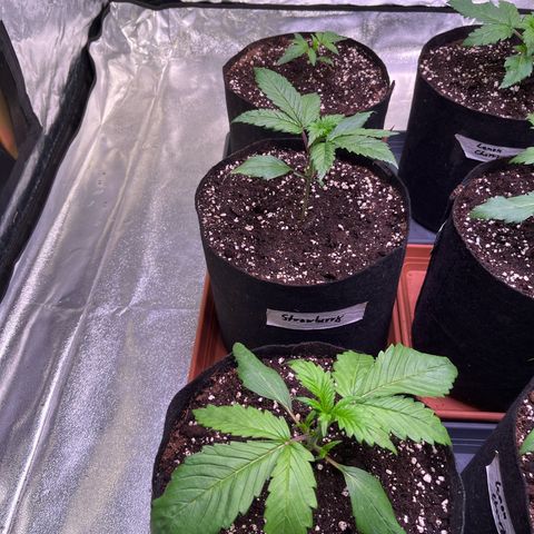 Strawberry Gorilla Auto growlog timeline photo