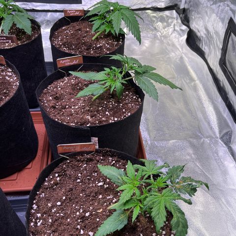 Apple Strudel Auto growlog timeline photo
