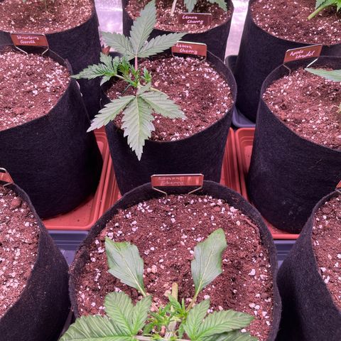 Lemon Cherry Cookies Auto growlog timeline photo