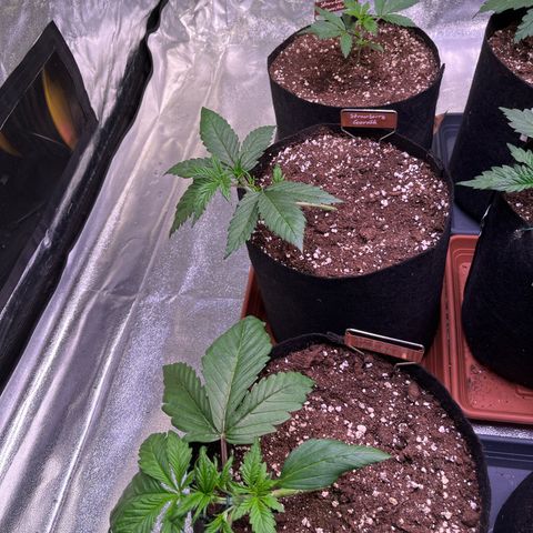 Strawberry Gorilla Auto growlog timeline photo