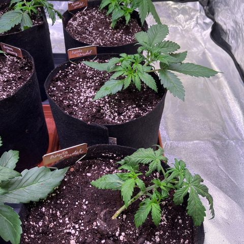 Apple Strudel Auto growlog timeline photo