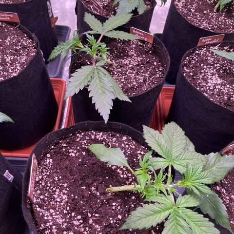 Lemon Cherry Cookies Auto growlog timeline photo