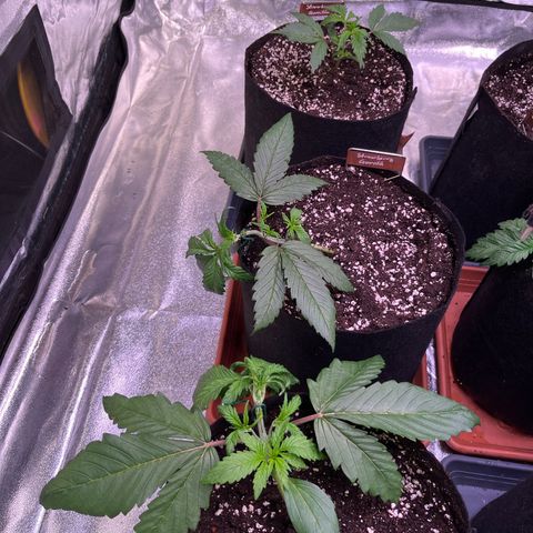 Strawberry Gorilla Auto growlog timeline photo