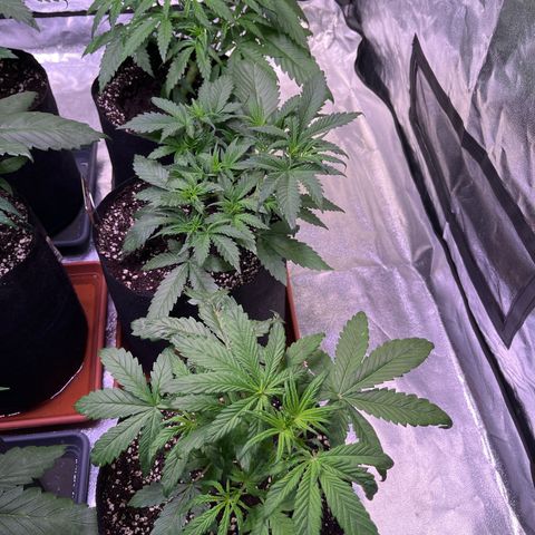 Apple Strudel Auto growlog timeline photo