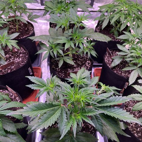 Lemon Cherry Cookies Auto growlog timeline photo