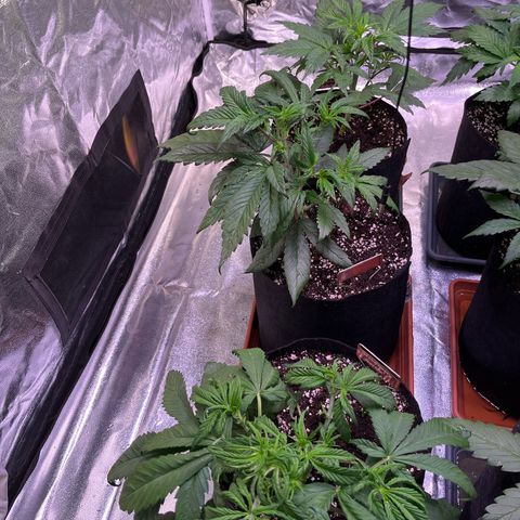Strawberry Gorilla Auto growlog timeline photo