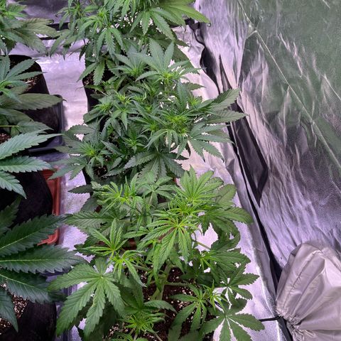 Apple Strudel Auto growlog timeline photo