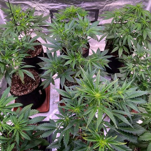 Lemon Cherry Cookies Auto growlog timeline photo