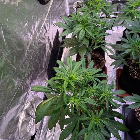 Strawberry Gorilla Auto growlog timeline photo