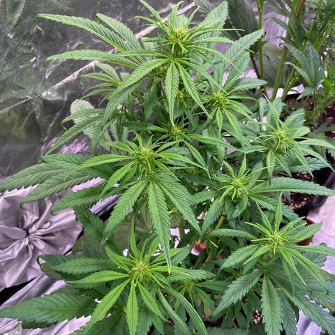 Strawberry Gorilla Auto growlog timeline photo