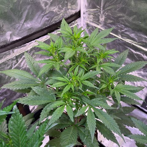 Strawberry Gorilla Auto growlog timeline photo