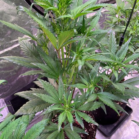 Strawberry Gorilla Auto growlog timeline photo