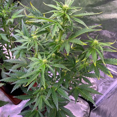 Lemon Cherry Cookies Auto growlog timeline photo