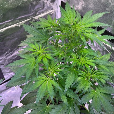 Lemon Cherry Cookies Auto growlog timeline photo