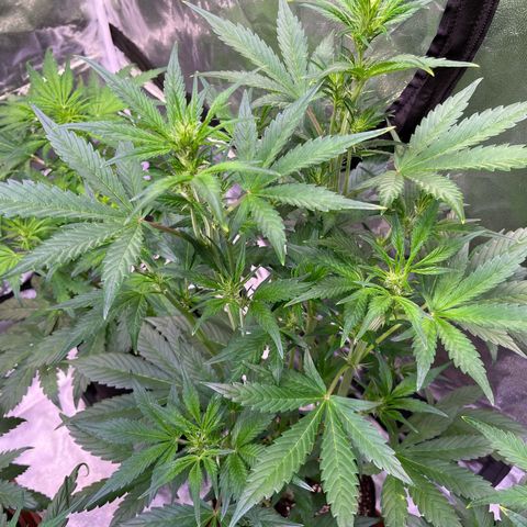 Lemon Cherry Cookies Auto growlog timeline photo