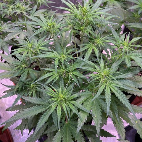 Apple Strudel Auto growlog timeline photo