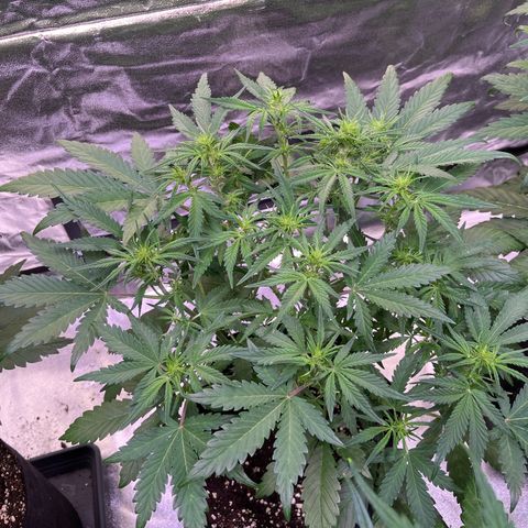 Apple Strudel Auto growlog timeline photo