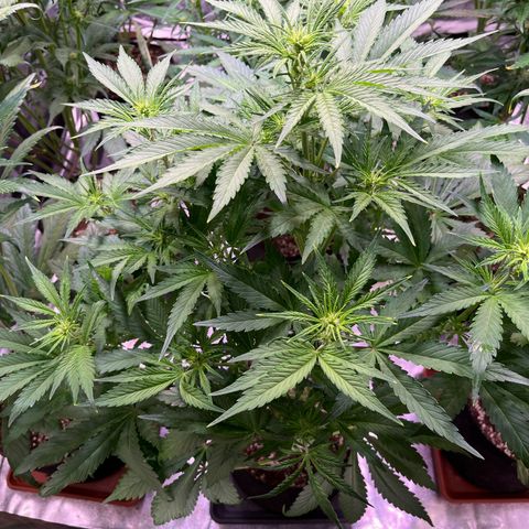 Apple Strudel Auto growlog timeline photo