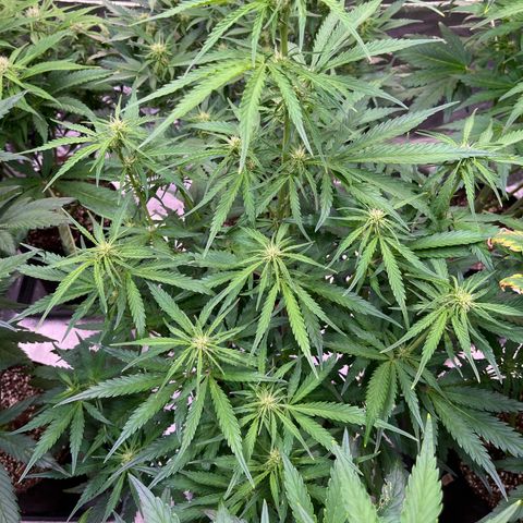 Apple Strudel Auto growlog timeline photo