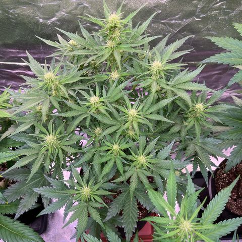 Apple Strudel Auto growlog timeline photo