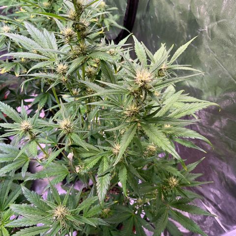 Lemon Cherry Cookies Auto growlog timeline photo