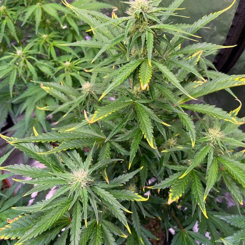 Lemon Cherry Cookies Auto growlog timeline photo