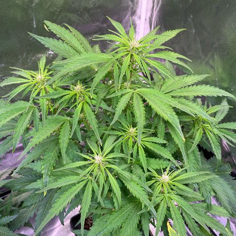Lemon Cherry Cookies Auto growlog timeline photo