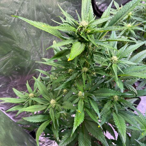 Strawberry Gorilla Auto growlog timeline photo