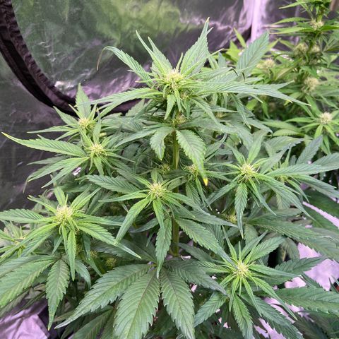 Strawberry Gorilla Auto growlog timeline photo