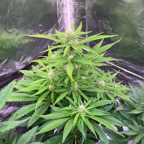 Strawberry Gorilla Auto growlog timeline photo