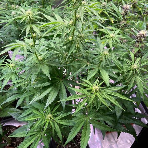 Apple Strudel Auto growlog timeline photo