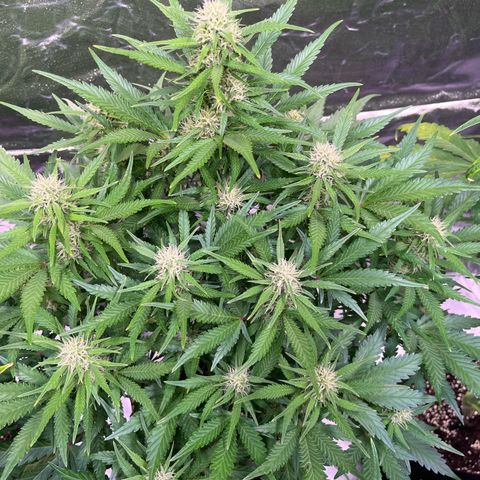 Apple Strudel Auto growlog timeline photo