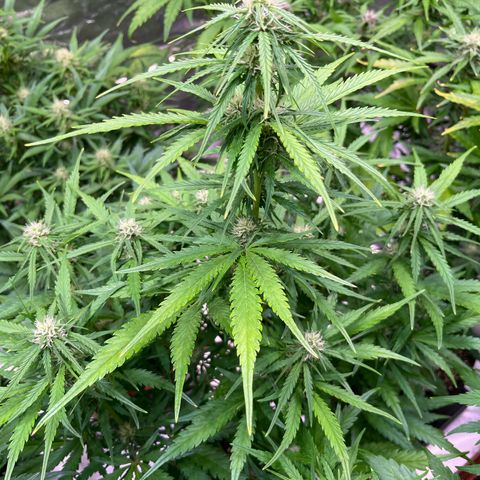Apple Strudel Auto growlog timeline photo