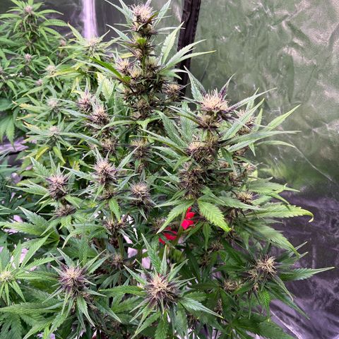 Lemon Cherry Cookies Auto growlog timeline photo