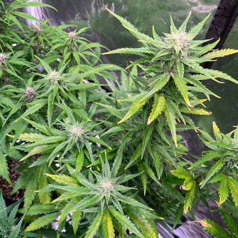 Lemon Cherry Cookies Auto growlog timeline photo