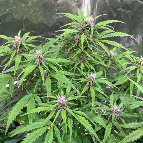 Lemon Cherry Cookies Auto growlog timeline photo