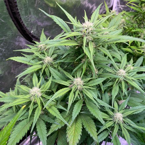 Strawberry Gorilla Auto growlog timeline photo