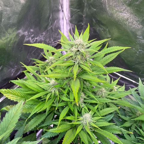 Strawberry Gorilla Auto growlog timeline photo