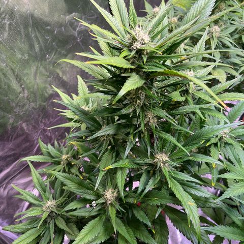 Strawberry Gorilla Auto growlog timeline photo